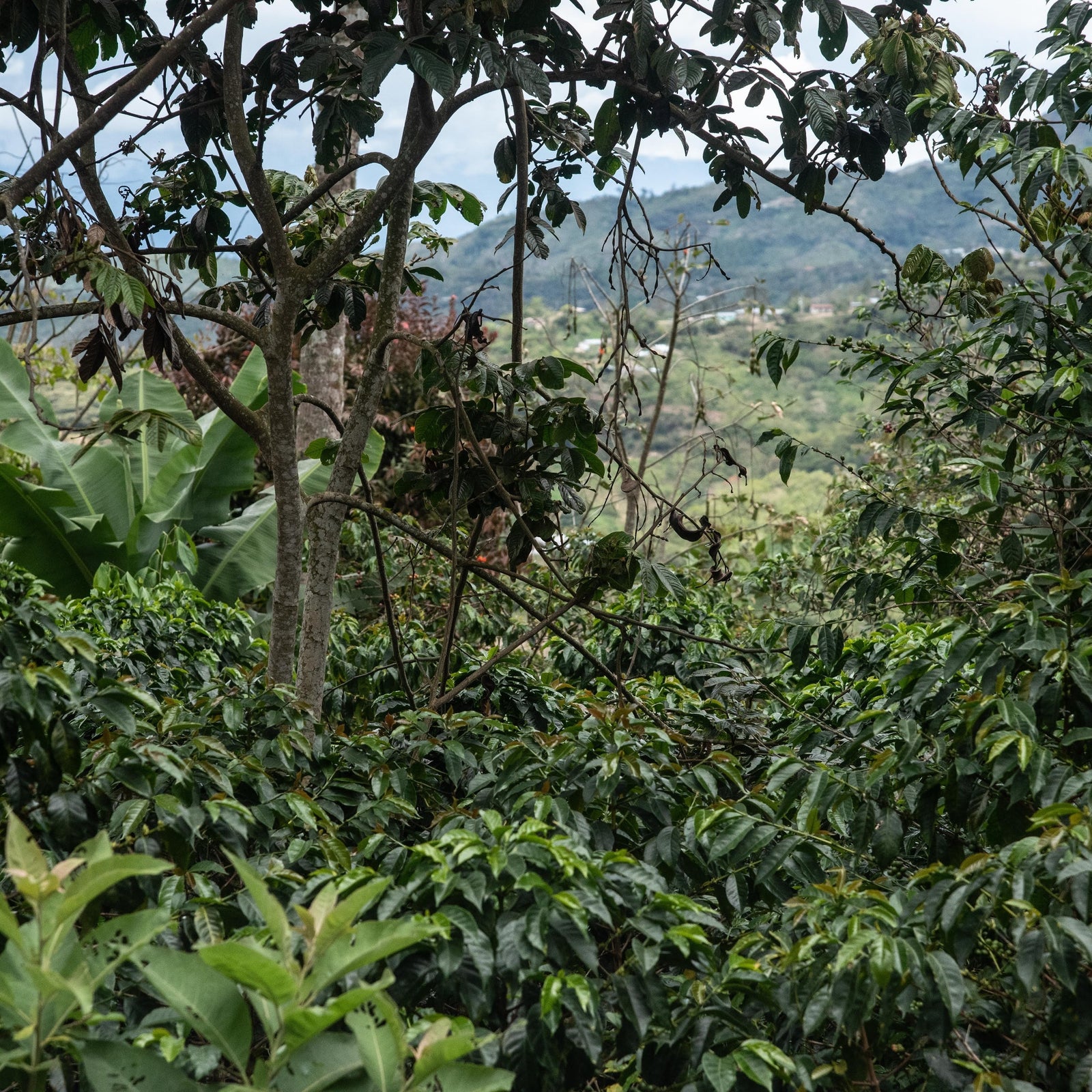 Finca Churupampa, Cajamarca, Peru